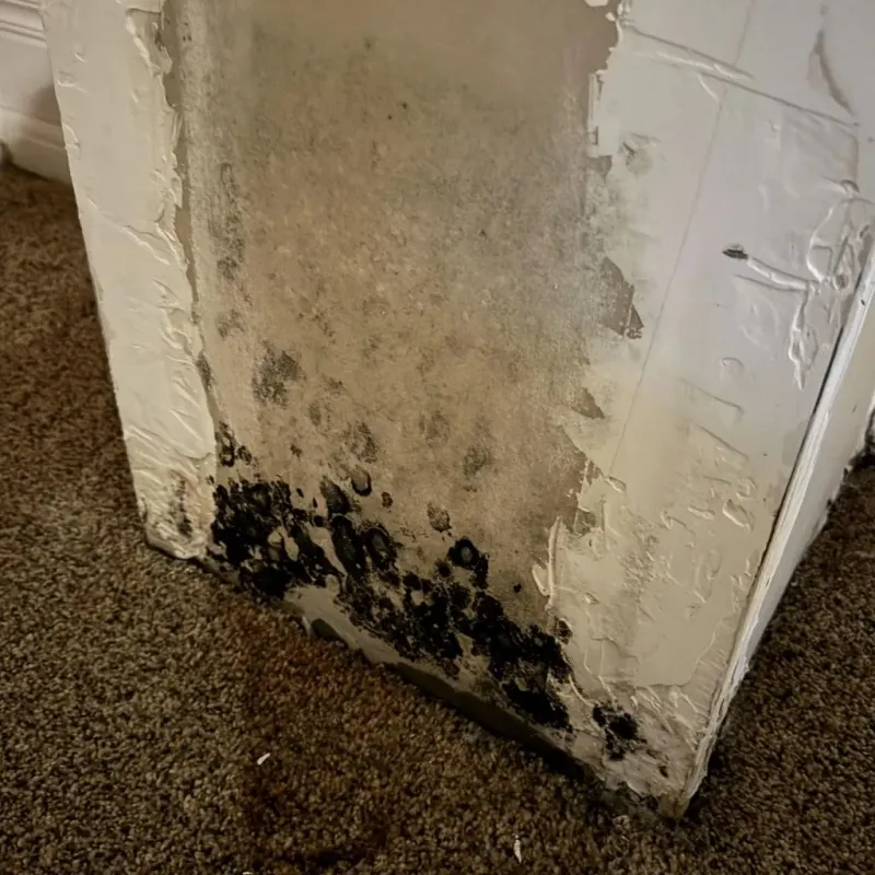 Professional Mold Removal in Rose Hill, VA